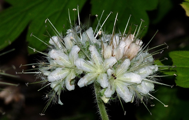 {Hydrophyllum macrophyllum}